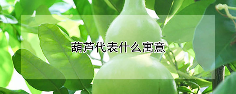 葫芦代表什么寓意 五个葫芦代表什么寓意