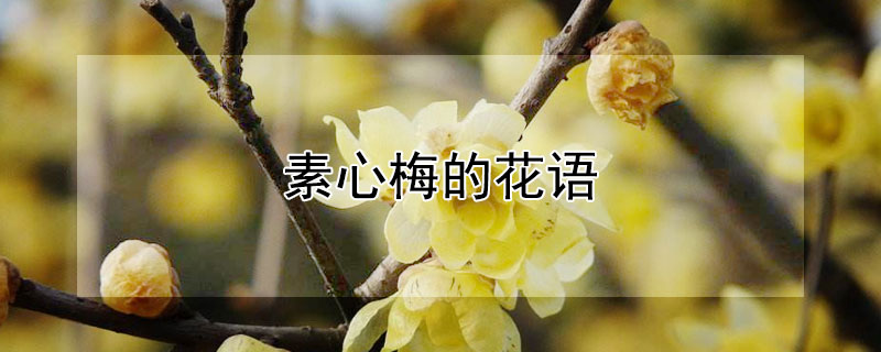 素心梅的花语（素心腊梅的花语是什么）