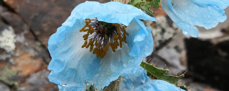 绿绒蒿花语(总状绿绒蒿花语)