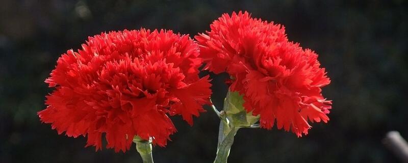 红色康乃馨花语 康乃馨花语颜色代表什么