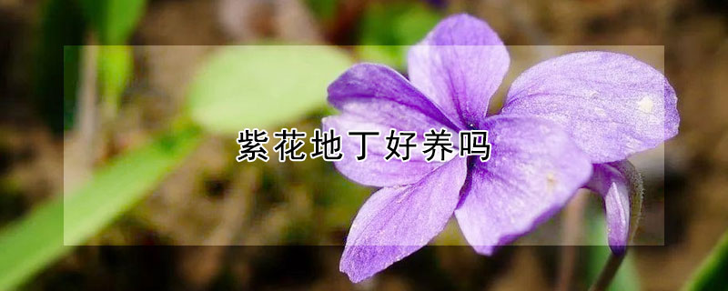 紫花地丁好养吗 紫花地丁可以家养吗