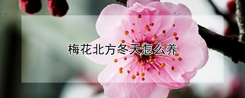 梅花北方冬天怎么养（北方养梅花注意事项）