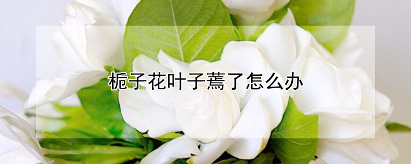 栀子花叶子蔫了怎么办 刚买回来的栀子花叶子蔫了怎么办