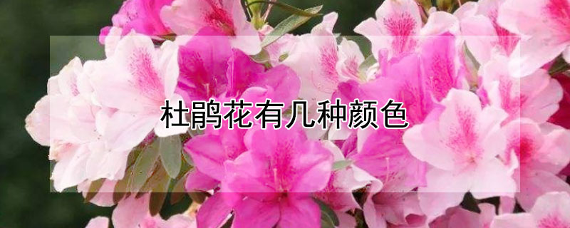杜鹃花有几种颜色（杜鹃花有几种颜色?）