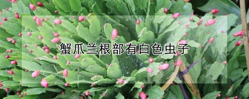 蟹爪兰根部有白色虫子 蟹爪兰根部有小白虫怎么去除
