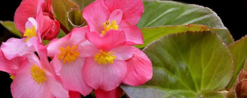 玻璃海棠的寓意 玻璃海棠的寓意是什么