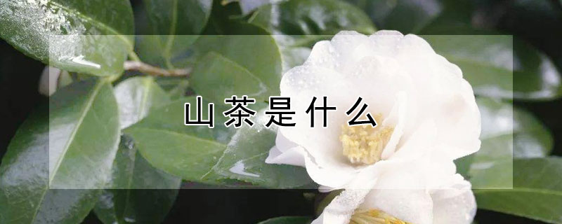 山茶是什么 山茶是什么意思
