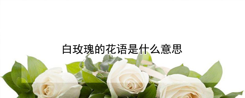 白玫瑰的花语是什么意思（11朵白玫瑰的花语是什么意思）