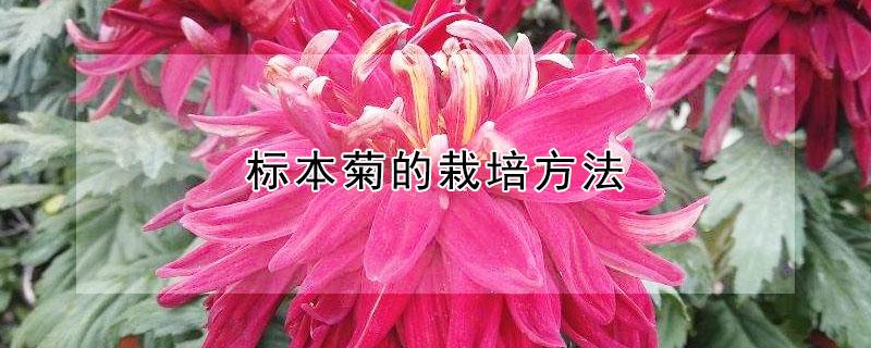 标本菊的栽培方法（菊种子的种植方法）