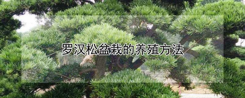 罗汉松盆栽的养殖方法 盆栽罗汉松栽培技术