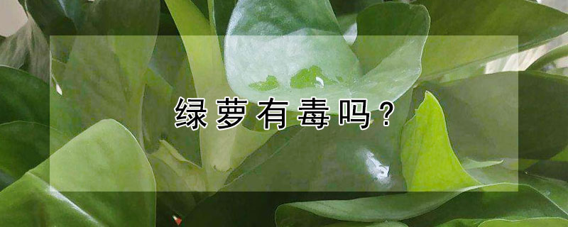 绿萝有毒吗? 绿萝有毒吗 能在室内养吗