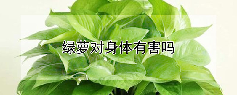 绿萝对身体有害吗（绿萝对身体有害吗?可不可以放卧室?）