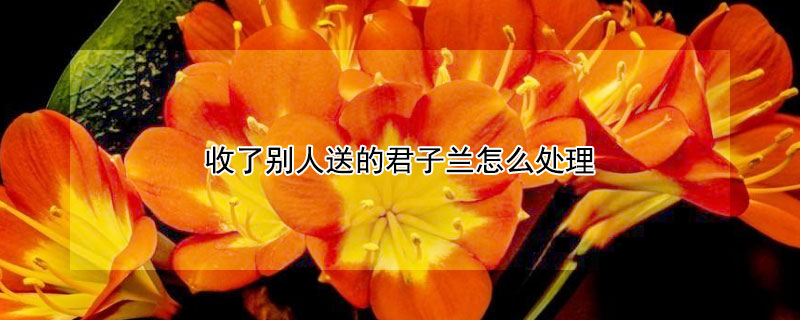 收了别人送的君子兰怎么处理(君子兰为什么不能随便送人)