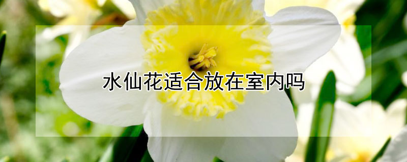 水仙花适合放在室内吗 水仙花可以放室内