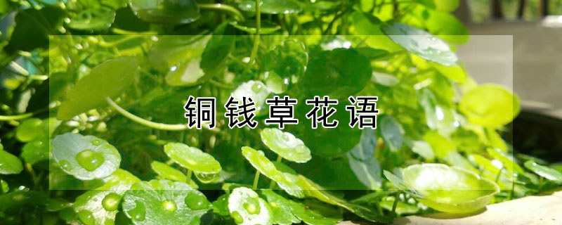 铜钱草花语 铜钱草花语 世界待我