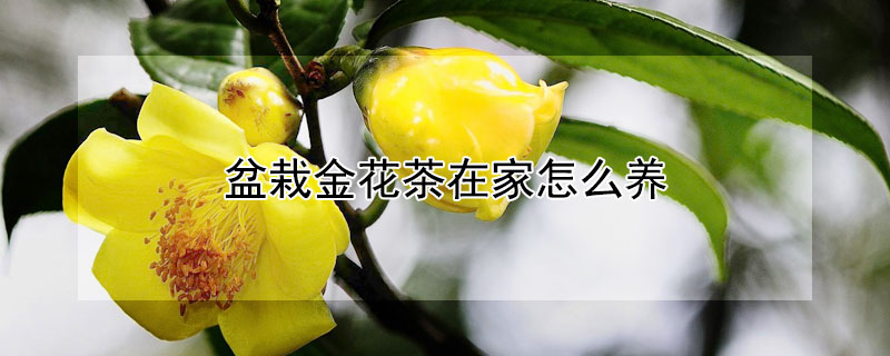 盆栽金花茶在家怎么养（金花茶的种植方法及养护?）