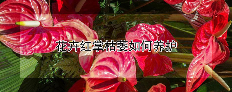 花卉红掌枯萎如何养护 花卉红掌的养护