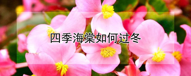 四季海棠如何过冬（四季海棠怎样过冬）