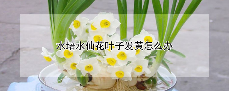 水培水仙花叶子发黄怎么办（土培水仙花叶子发黄）