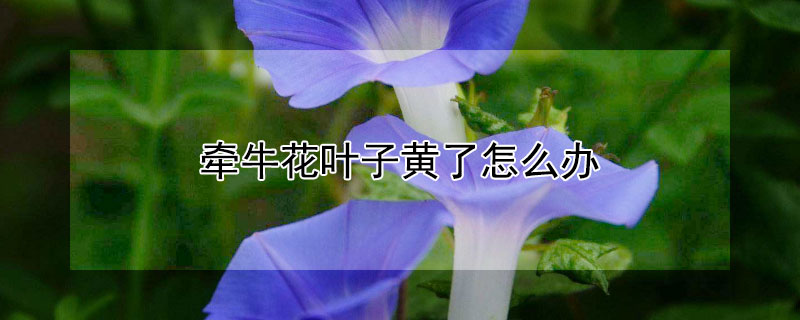 牵牛花叶子黄了怎么办（牵牛花黄叶怎么回事）