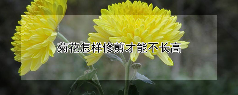 菊花怎样修剪才能不长高 菊花长的太高如何修剪