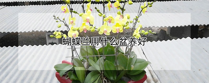 蝴蝶兰用什么盆养好(蝴蝶兰用什么盆子养)