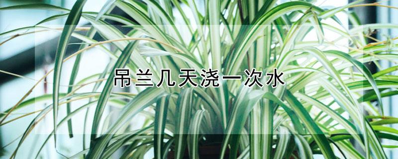 吊兰几天浇一次水 婚礼吊兰几天浇一次水