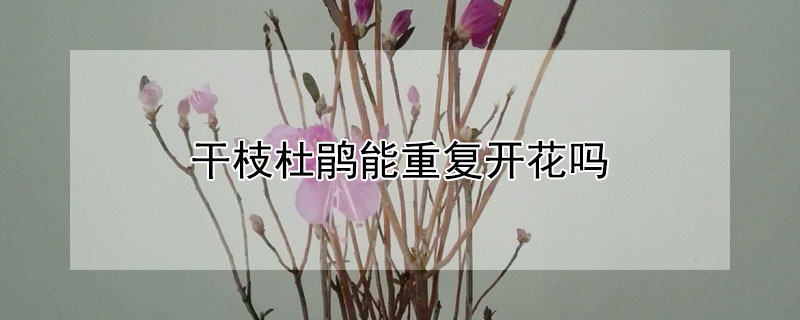 干枝杜鹃能重复开花吗（干枝杜鹃能开几次花）