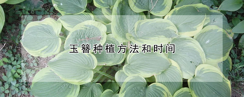 玉簪种植方法和时间（玉簪的种植方法和注意事项）