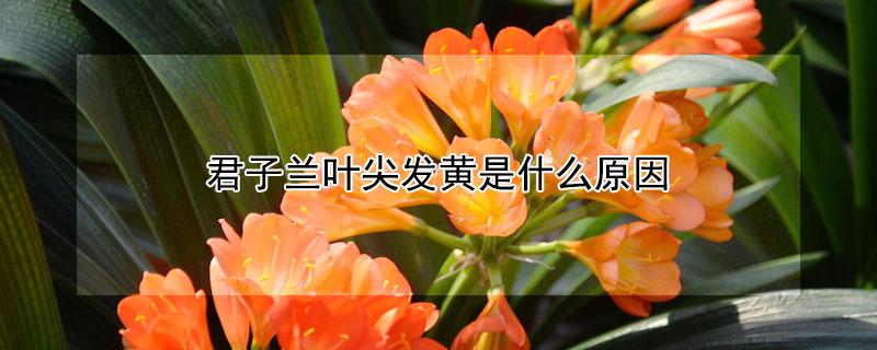 君子兰叶尖发黄是什么原因（君子兰叶尖发黄是什么原因引起?如何预防?一次讲透）