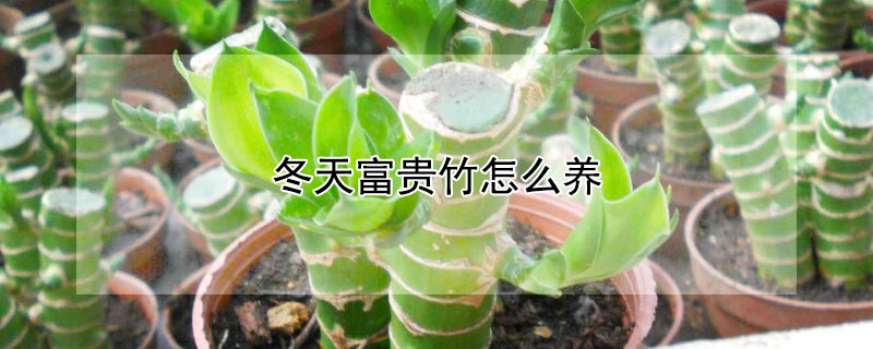 冬天富贵竹怎么养 冬天富贵竹怎么养才能更旺盛 水培