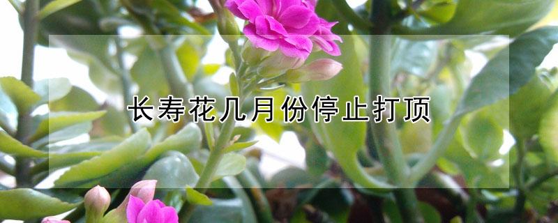 长寿花几月份停止打顶 长寿花这个季节可以打顶吗