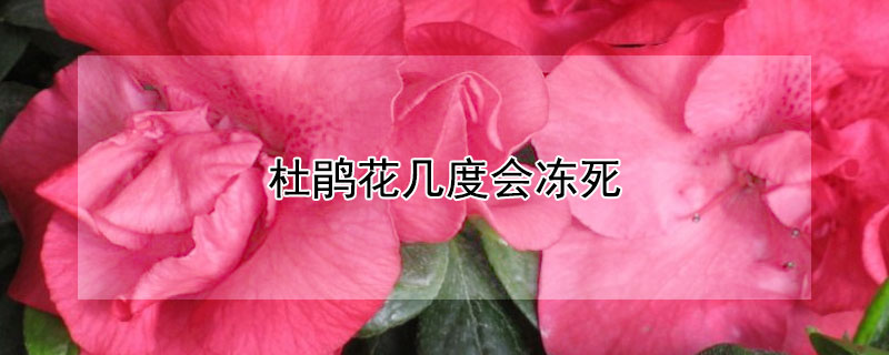 杜鹃花几度会冻死（杜鹃花冬天会不会冻死）