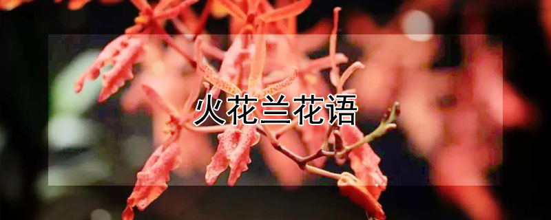 火花兰花语（火花兰花语及代表意义）