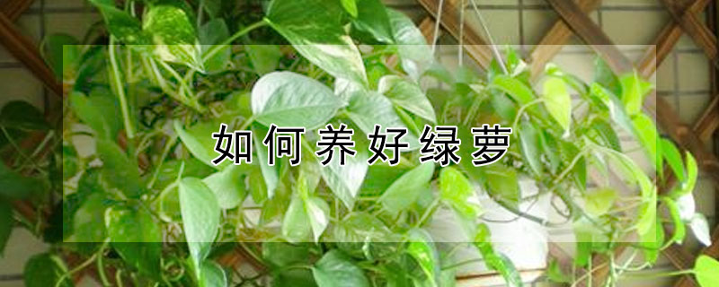 如何养好绿萝（绿萝怎么养才能更旺盛）