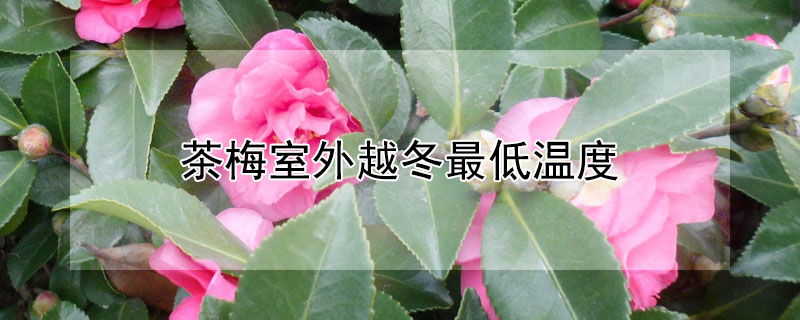 茶梅室外越冬最低温度（茶梅能耐多少度的低温）