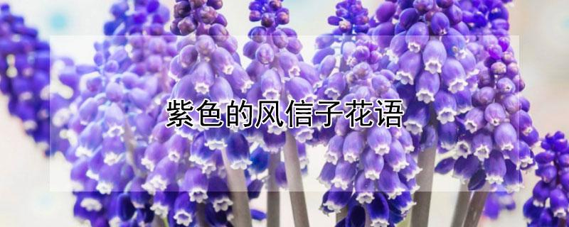 紫色的风信子花语 紫粉色风信子花语