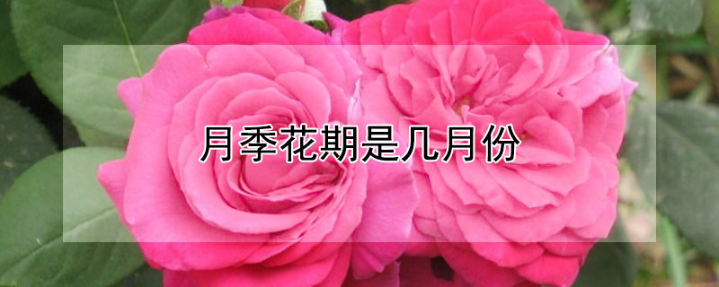 月季花期是几月份（月季花期是什么时候）