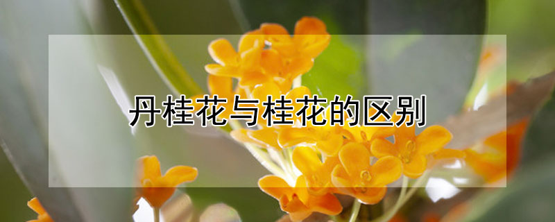 丹桂花与桂花的区别 丹桂花与金桂花的区别