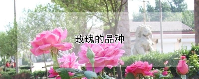 玫瑰的品种（玫瑰的品种名称及图片）