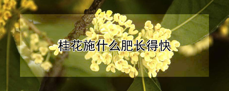 桂花施什么肥长得快 桂花树什么时候施肥好