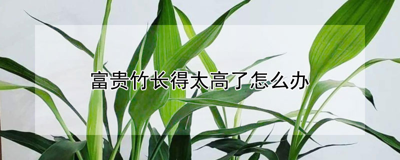 富贵竹长得太高了怎么办（富贵竹长得太高了怎么办?）