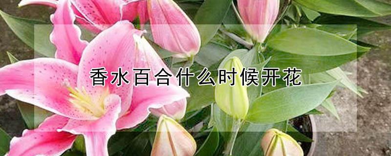 香水百合什么时候开花（水培香水百合什么时候开花）