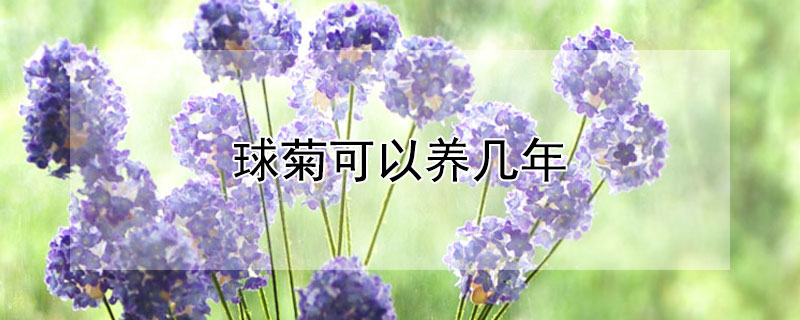 球菊可以养几年（球菊多年生吗）
