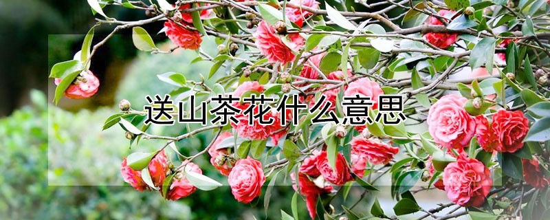 送山茶花什么意思 送你山茶花