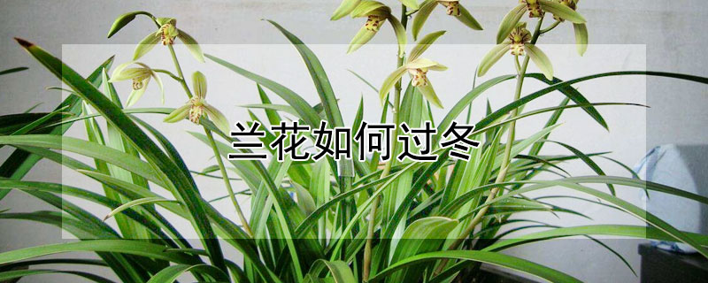 兰花如何过冬（兰花过冬注意什么）