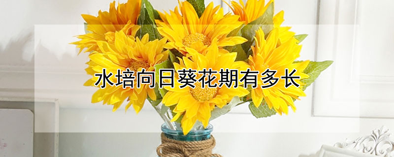 水培向日葵花期有多长（向日葵夏天水培可以保持几天）