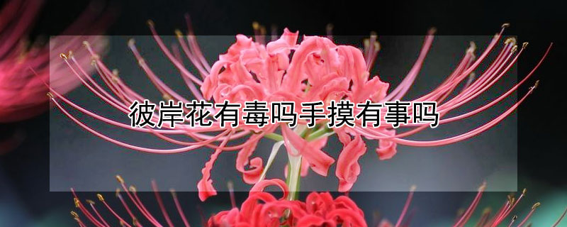 彼岸花有毒吗手摸有事吗（手碰到彼岸花会中毒吗）