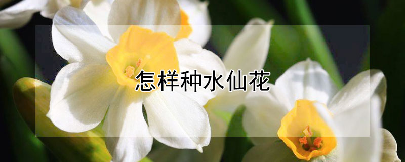 怎样种水仙花（怎样种水仙花球）