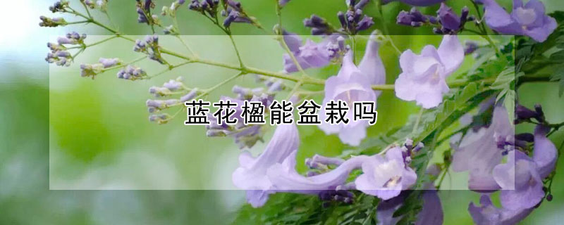 蓝花楹能盆栽吗 蓝花楹可以种花盆里吗